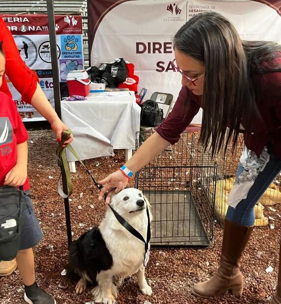 Tulancingo apuesta por el respeto animal con su primera feria de bienestar | Foto: ayuntamiento de Tulancingo