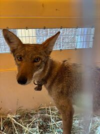 Rescatan a coyote que era mascota en Tequisquiac