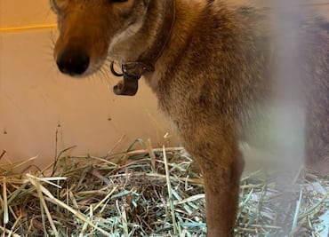Rescatan a coyote que era mascota en Tequisquiac