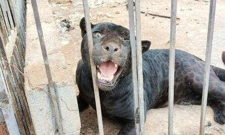 Jaguar negro ataca a niña y la deja gravemente herida en Chihuahua