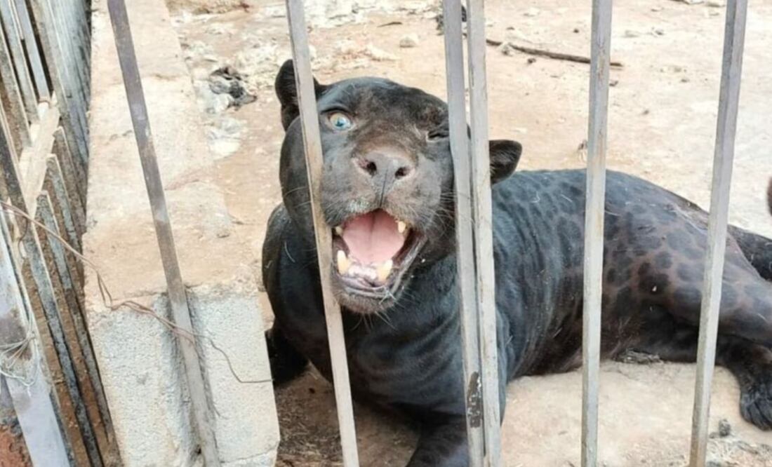 El jaguar fue asegurado por autoidades | Foto: Especial