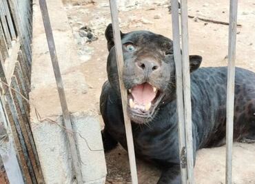Jaguar negro ataca a niña y la deja gravemente herida en Chihuahua