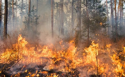Cinco recomendaciones para evitar incendios forestales