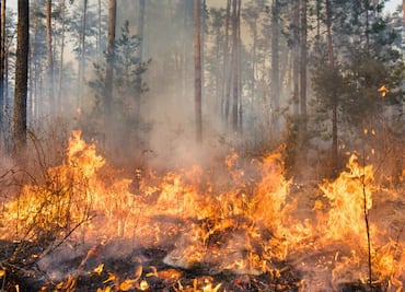 Cinco recomendaciones para evitar incendios forestales