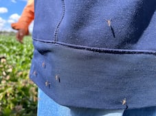 Ante el incremento de calor y las primeras lluvias mosco en la presa Endhó se multiplica