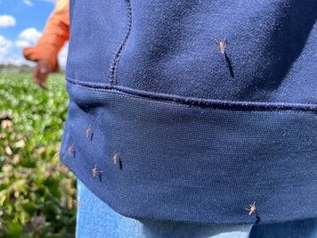 Ante el incremento de calor y las primeras lluvias mosco en la presa Endhó se multiplica