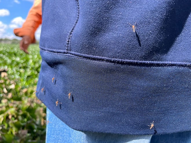 Ante el incremento de calor y las primeras lluvias mosco en la presa Endhó se multiplica