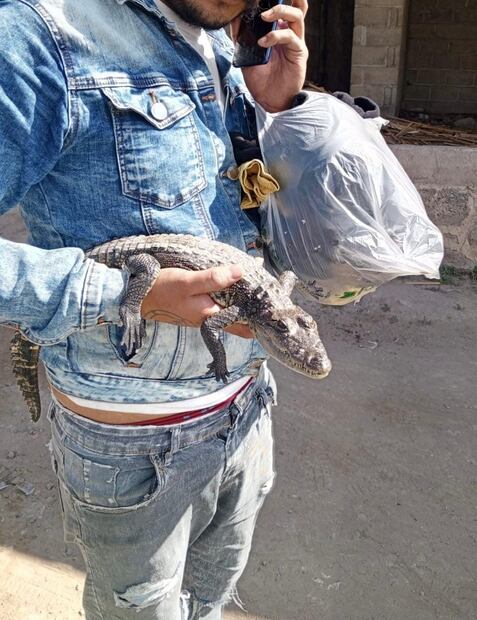 Hombre detenido por pasear un caimán en la vía pública de Tulancingo | Foto: Especial