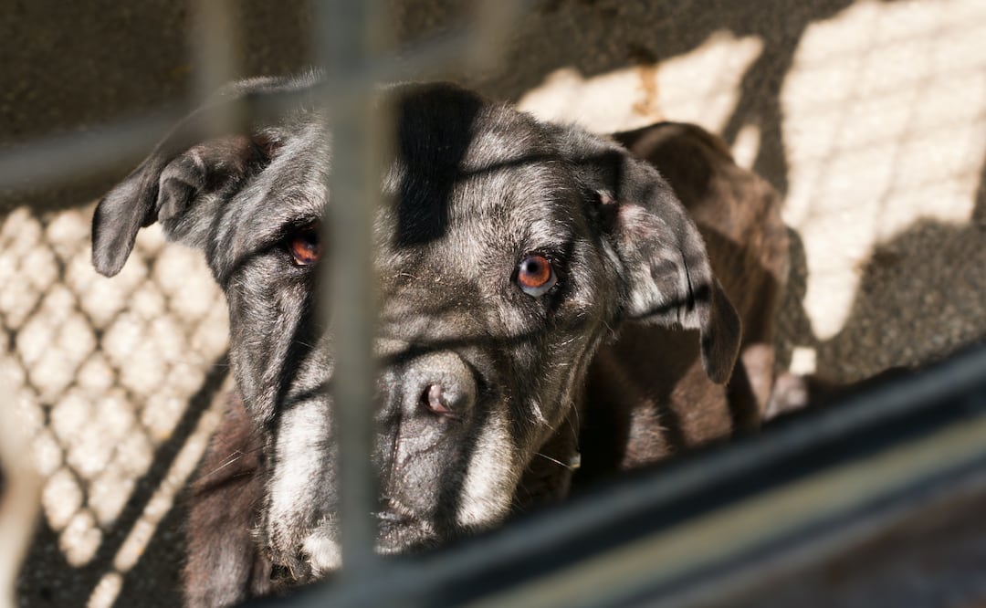 ¡Basta de maltrato animal! Imagen ilustrativa