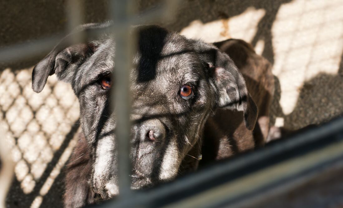 ¡Basta de maltrato animal! Imagen ilustrativa