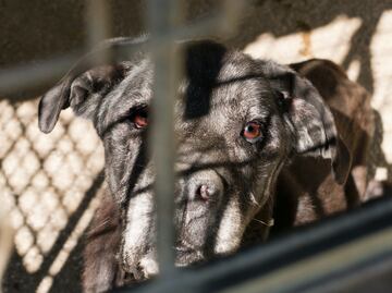 Escalada de violencia contra animales en Hidalgo expone brutalidad cotidiana y falta de castigo