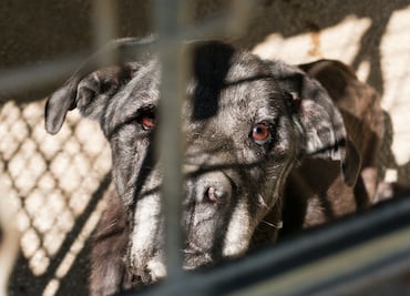Escalada de violencia contra animales en Hidalgo expone brutalidad cotidiana y falta de castigo