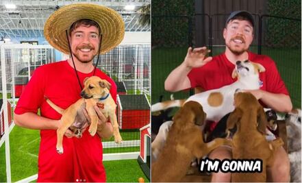 MrBeast rescata a 100 perros y los da en adopción