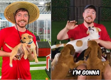 MrBeast rescata a 100 perros y los da en adopción