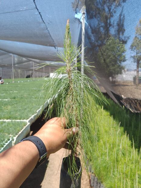 Se alistan silvicultores para reforestar 600 hectáreas de bosque | Facebook: Silvicultores Tulancingo