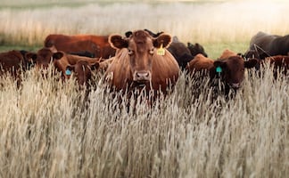 Gusano barrenador: hay 692 casos activos en 14 estados; ganado y caninos, los más afectados