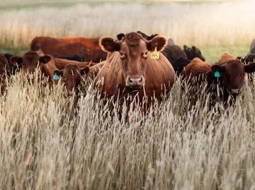 Realizan simulacro nacional contra el gusano barrenador en el ICAP de Tulancingo