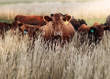 Realizan simulacro nacional contra el gusano barrenador en el ICAP de Tulancingo