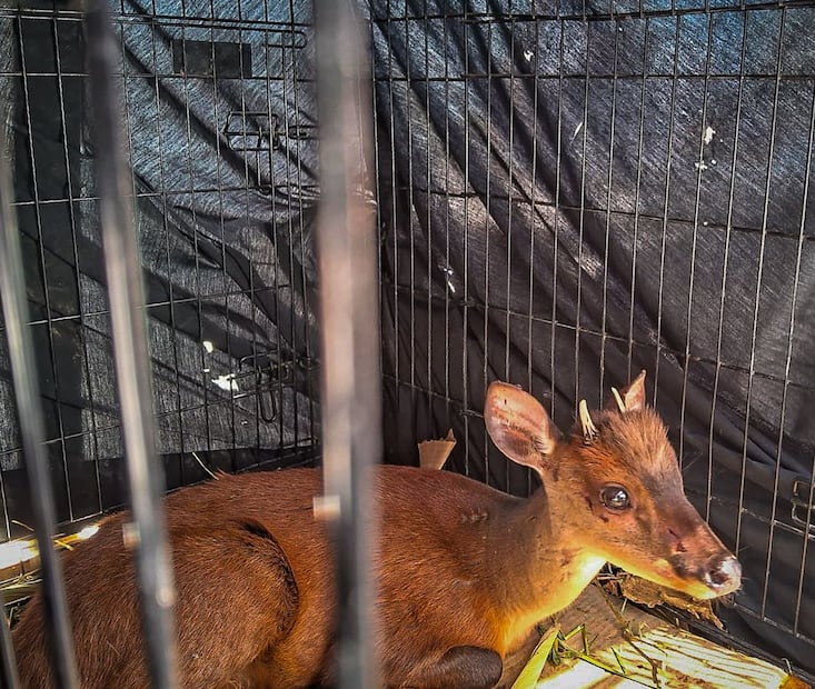 Capacitan en Pachuca a especialistas en fauna silvestre; liberan venado temazate rescatado en la Sierra | Foto: Unidad de Rehabilitación de Fauna