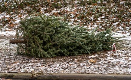 Inicia campaña de recolección de árboles de Navidad en desuso
