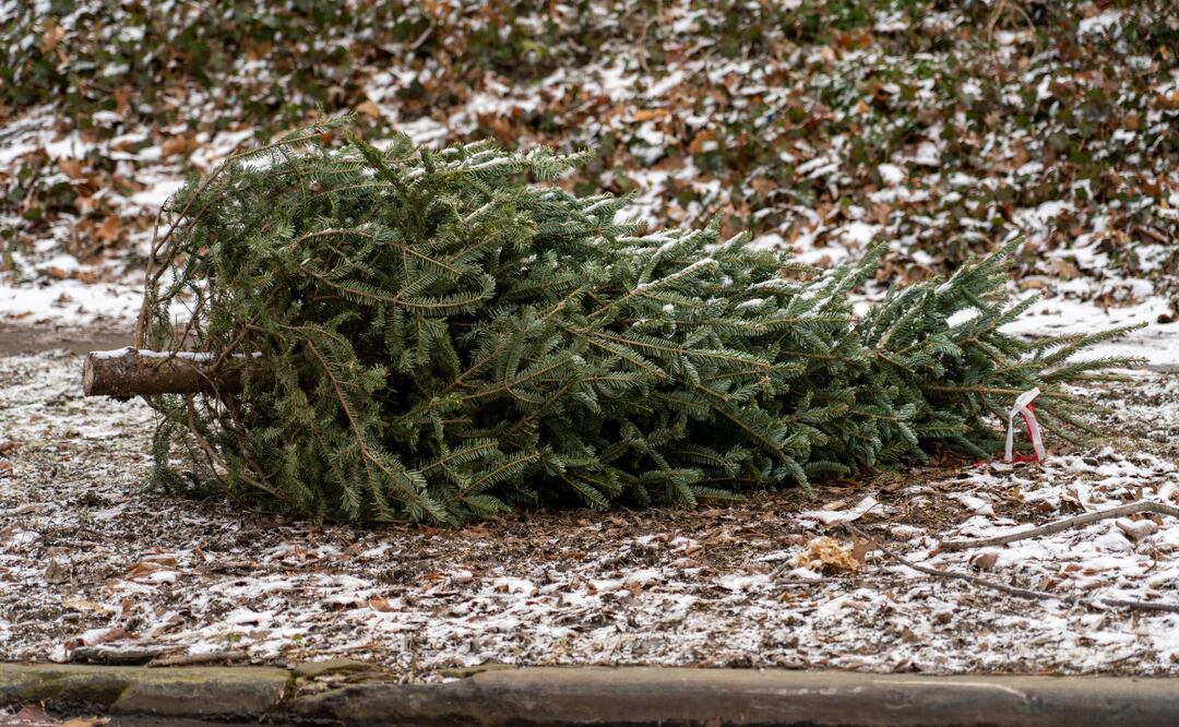 ¡Recicla tu árbol de Navidad! Imagen ilustrativa