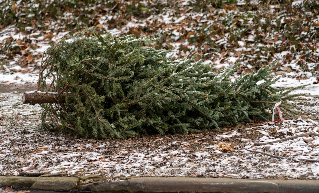 ¡Recicla tu árbol de Navidad!  Imagen ilustrativa