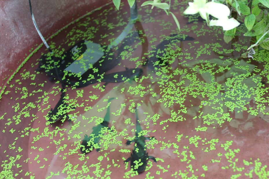 Con 13 años, Estefanía Pérez alza la voz por el ajolote desde el primer ajolotario de Hidalgo | Foto: Cinthya Carbajal