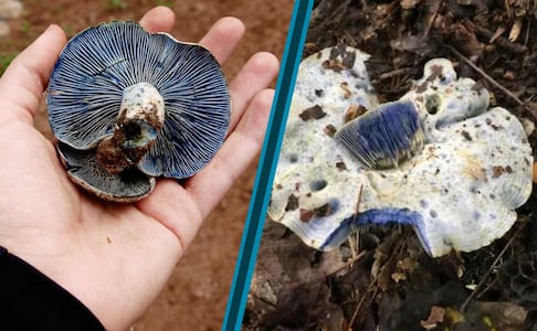 Hongo azul, el peculiar manjar que aparece en los bosques de Hidalgo durante las lluvias