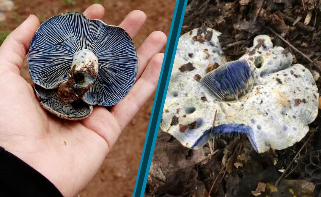 ¿Un hongo azul que aparece en los bosques de Hidalgo? Fotos: Flickr | Picture This