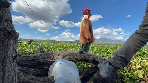 Voces desde la presa Endhó: lirio, contaminación y enjambres de mosco