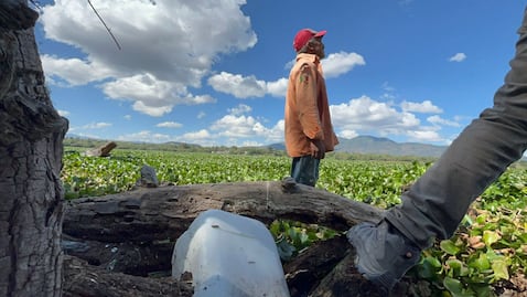 Voces desde la presa Endhó: lirio, contaminación y enjambres de mosco
