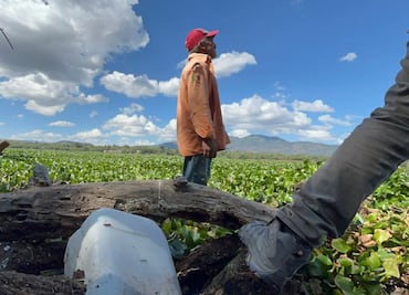 Voces desde la presa Endhó: lirio, contaminación y enjambres de mosco