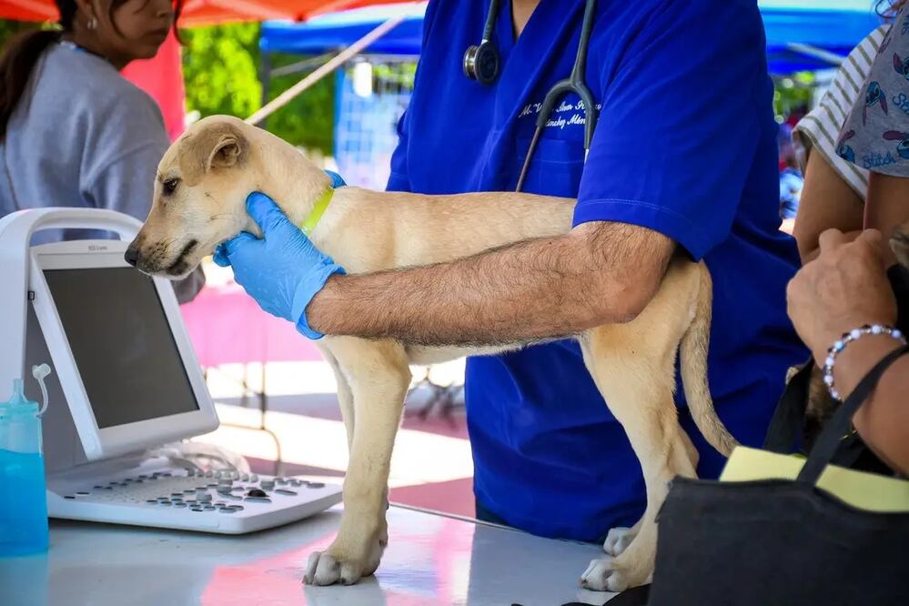 Al menos tres casos de maltrato animal se han registrado tanto en Ixmiquilpan como en Actopan, aunque solo una persona ha sido detenida en esta última demarcación.
