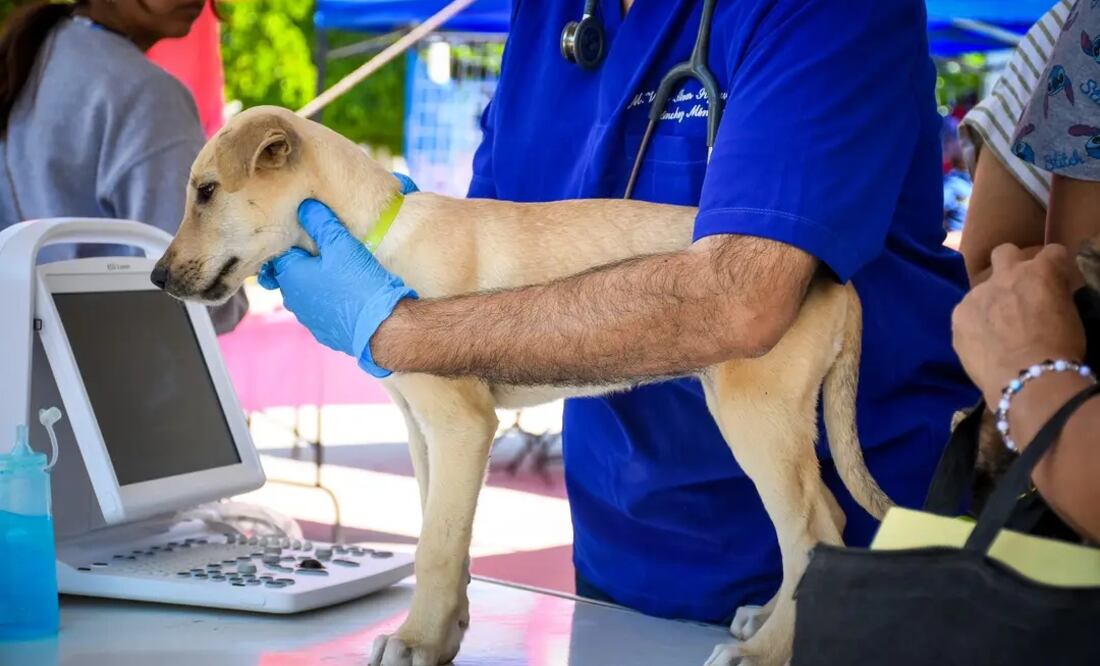 Al menos tres casos de maltrato animal se han registrado tanto en Ixmiquilpan como en Actopan, aunque solo una persona ha sido detenida en esta última demarcación.