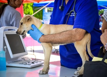 Con éxito, Ixmiquilpan celebra su segunda feria de adopción canina