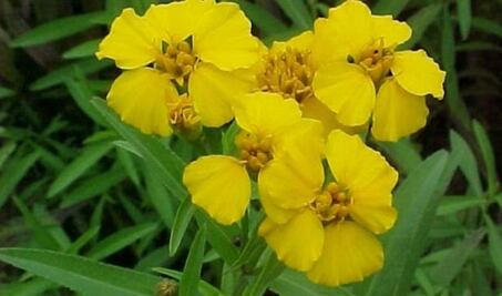 Estos son los 5 beneficios del pericón que no conocías