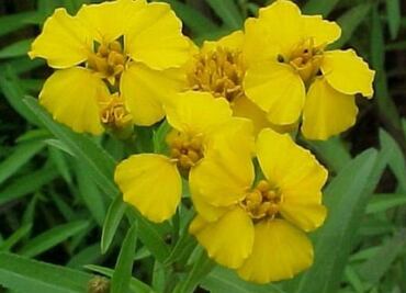 Estos son los 5 beneficios del pericón que no conocías