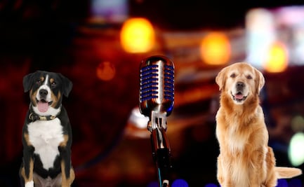 PROESPA Hidalgo organiza concurso de canto acompañados de mascotas