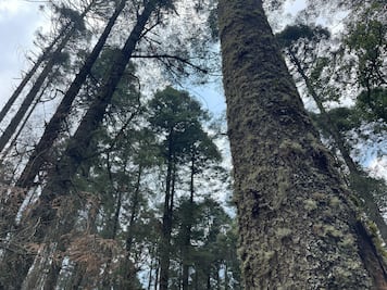Alertan por impacto ambiental tras tala masiva en Parque Nacional El Chico