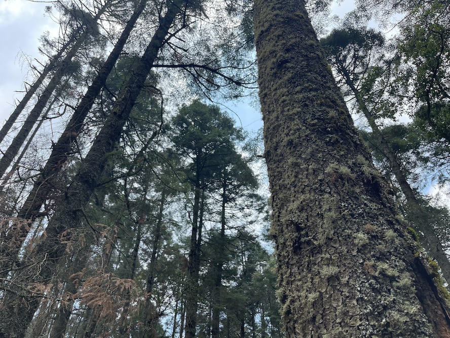 Por la presencia de insectos descortezadores en el Parque Nacional El Chico se derribaron 4 mil 853 árboles muertos al corte del 15 de abril | Foto: Marco Carrillo