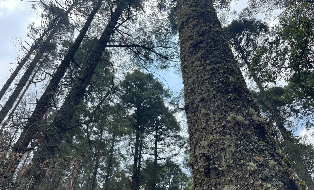 Por la presencia de insectos descortezadores en el Parque Nacional El Chico se derribaron 4 mil 853 árboles muertos al corte del 15 de abril | Foto: Marco Carrillo