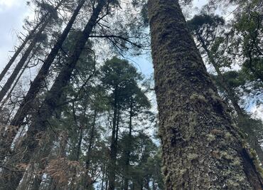 Alertan por impacto ambiental tras tala masiva en Parque Nacional El Chico