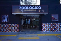 Zoológico Nicolás Bravo recibe tres monos araña y renueva sus espacios para el periodo vacacional