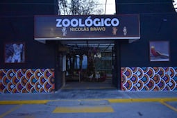 Zoológico Nicolás Bravo recibe tres monos araña y renueva sus espacios para el periodo vacacional