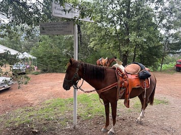 Mineral del Chico celebra su Fiesta Cebadas 2024 con 20 años de tradición