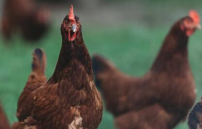 Detrás del cascarón: el trabajo de las gallinas ponedoras 