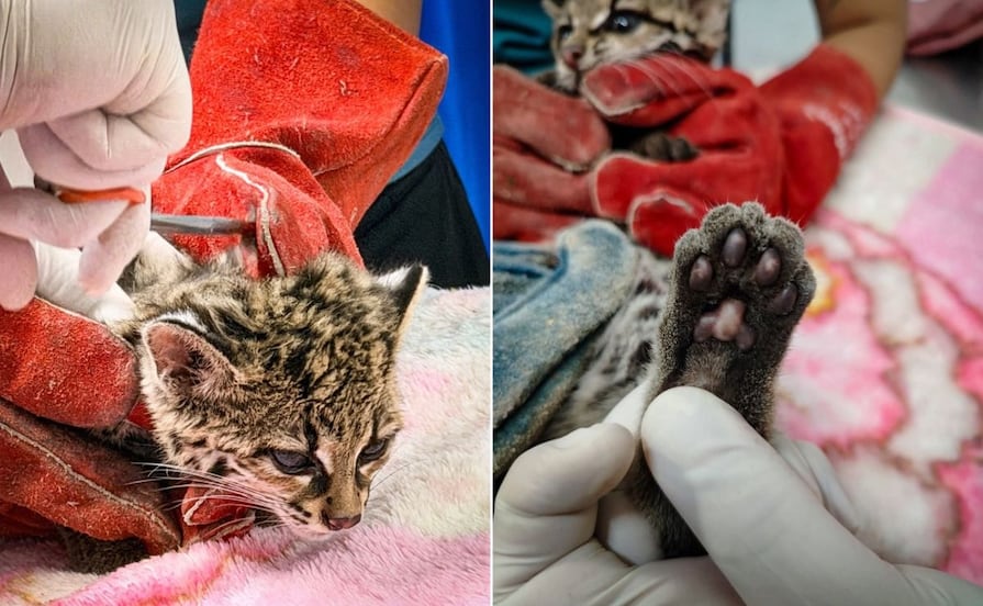 Tigrillo rescatado en Calnali recibe atención tras ser mantenido como mascota