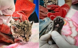 Tigrillo rescatado en Calnali recibe atención tras ser mantenido como mascota