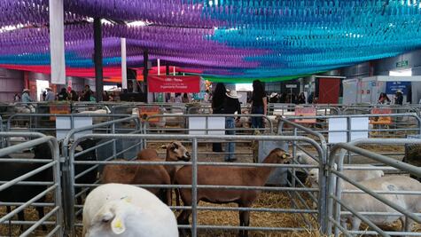 Esperan más de 10 mil visitantes por día en Expo Ganadera Hidalgo; PC realiza verificaciones preventivas 