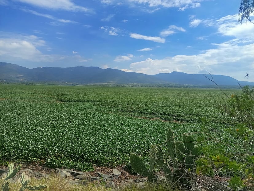 Persiste la problemática por el lirio acuático en la presa Javier Rojo Gómez, en Alfajayucan | Foto: Erika Gutiérrez